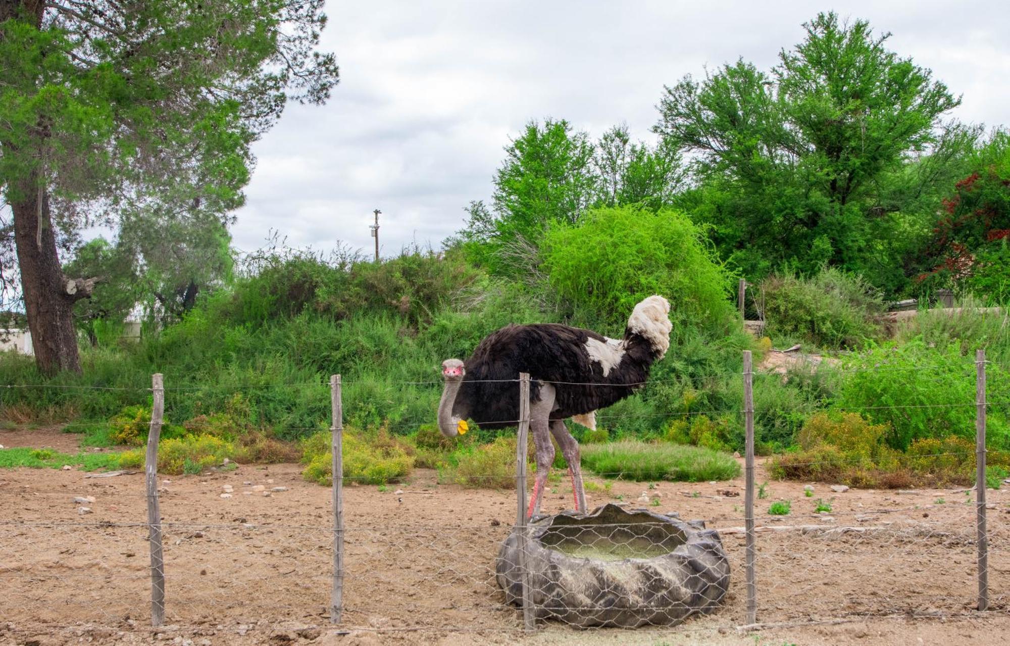 Bakenskraal Ostrich Palace Оудсхорн Экстерьер фото